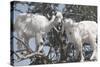 Morocco, Road to Essaouira, Goats Climbing in Argan Trees-Emily Wilson-Stretched Canvas