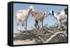 Morocco, Road to Essaouira, Goats Climbing in Argan Trees-Emily Wilson-Framed Stretched Canvas