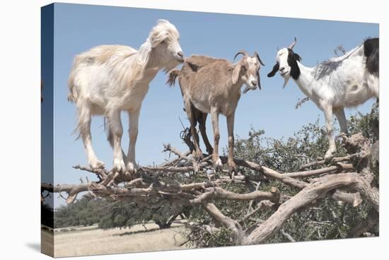 Morocco, Road to Essaouira, Goats Climbing in Argan Trees-Emily Wilson-Stretched Canvas