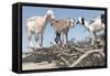 Morocco, Road to Essaouira, Goats Climbing in Argan Trees-Emily Wilson-Framed Stretched Canvas