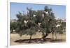 Morocco, Road to Essaouira, Goats Climbing in Argan Trees-Emily Wilson-Framed Premium Photographic Print