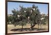 Morocco, Road to Essaouira, Goats Climbing in Argan Trees-Emily Wilson-Framed Premium Photographic Print