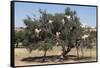 Morocco, Road to Essaouira, Goats Climbing in Argan Trees-Emily Wilson-Framed Stretched Canvas