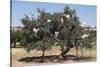 Morocco, Road to Essaouira, Goats Climbing in Argan Trees-Emily Wilson-Stretched Canvas