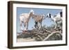 Morocco, Road to Essaouira, Goats Climbing in Argan Trees-Emily Wilson-Framed Photographic Print