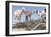 Morocco, Road to Essaouira, Goats Climbing in Argan Trees-Emily Wilson-Framed Photographic Print