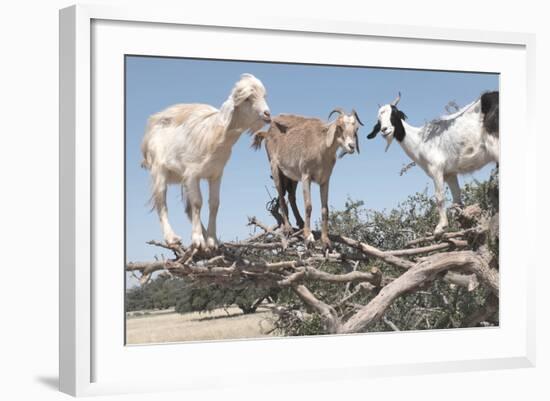 Morocco, Road to Essaouira, Goats Climbing in Argan Trees-Emily Wilson-Framed Photographic Print