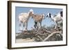 Morocco, Road to Essaouira, Goats Climbing in Argan Trees-Emily Wilson-Framed Photographic Print