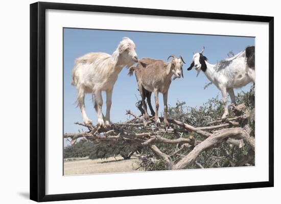 Morocco, Road to Essaouira, Goats Climbing in Argan Trees-Emily Wilson-Framed Photographic Print