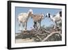 Morocco, Road to Essaouira, Goats Climbing in Argan Trees-Emily Wilson-Framed Photographic Print