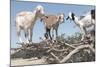 Morocco, Road to Essaouira, Goats Climbing in Argan Trees-Emily Wilson-Mounted Photographic Print