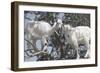 Morocco, Road to Essaouira, Goats Climbing in Argan Trees-Emily Wilson-Framed Photographic Print