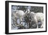 Morocco, Road to Essaouira, Goats Climbing in Argan Trees-Emily Wilson-Framed Photographic Print