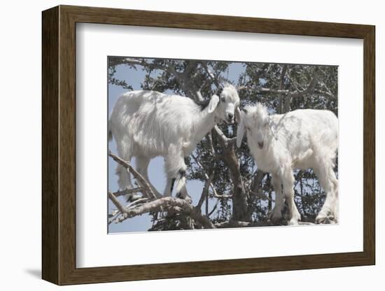 Morocco, Road to Essaouira, Goats Climbing in Argan Trees-Emily Wilson-Framed Photographic Print