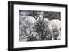 Morocco, Road to Essaouira, Goats Climbing in Argan Trees-Emily Wilson-Framed Photographic Print