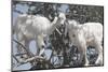 Morocco, Road to Essaouira, Goats Climbing in Argan Trees-Emily Wilson-Mounted Photographic Print