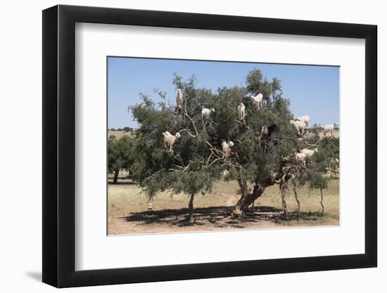 Morocco, Road to Essaouira, Goats Climbing in Argan Trees-Emily Wilson-Framed Photographic Print