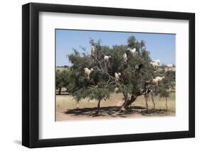 Morocco, Road to Essaouira, Goats Climbing in Argan Trees-Emily Wilson-Framed Photographic Print