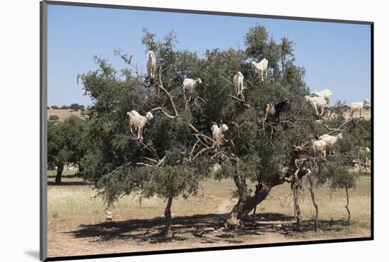 Morocco, Road to Essaouira, Goats Climbing in Argan Trees-Emily Wilson-Mounted Photographic Print