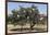 Morocco, Road to Essaouira, Goats Climbing in Argan Trees-Emily Wilson-Framed Photographic Print