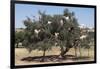 Morocco, Road to Essaouira, Goats Climbing in Argan Trees-Emily Wilson-Framed Photographic Print