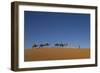 Morocco, Sahara. a Row of Camels Travels the Ridge of a Sand Dune-Brenda Tharp-Framed Photographic Print