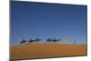 Morocco, Sahara. a Row of Camels Travels the Ridge of a Sand Dune-Brenda Tharp-Mounted Photographic Print