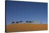 Morocco, Sahara. a Row of Camels Travels the Ridge of a Sand Dune-Brenda Tharp-Stretched Canvas