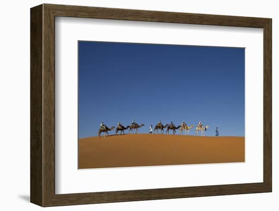 Morocco, Sahara. a Row of Camels Travels the Ridge of a Sand Dune-Brenda Tharp-Framed Photographic Print