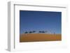 Morocco, Sahara. a Row of Camels Travels the Ridge of a Sand Dune-Brenda Tharp-Framed Photographic Print