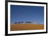 Morocco, Sahara. a Row of Camels Travels the Ridge of a Sand Dune-Brenda Tharp-Framed Photographic Print