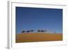 Morocco, Sahara. a Row of Camels Travels the Ridge of a Sand Dune-Brenda Tharp-Framed Photographic Print