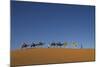 Morocco, Sahara. a Row of Camels Travels the Ridge of a Sand Dune-Brenda Tharp-Mounted Photographic Print