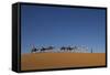 Morocco, Sahara. a Row of Camels Travels the Ridge of a Sand Dune-Brenda Tharp-Framed Stretched Canvas