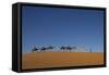 Morocco, Sahara. a Row of Camels Travels the Ridge of a Sand Dune-Brenda Tharp-Framed Stretched Canvas