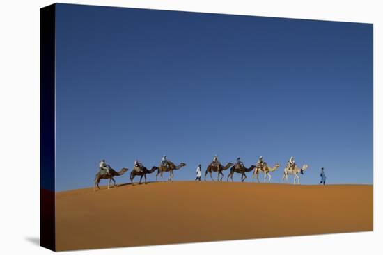 Morocco, Sahara. a Row of Camels Travels the Ridge of a Sand Dune-Brenda Tharp-Stretched Canvas