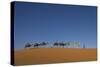 Morocco, Sahara. a Row of Camels Travels the Ridge of a Sand Dune-Brenda Tharp-Stretched Canvas