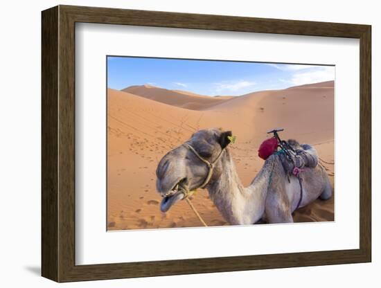 Morocco, Sahara Desert Sand Dunes Close Up of Camel for Rides-Bill Bachmann-Framed Photographic Print