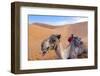 Morocco, Sahara Desert Sand Dunes Close Up of Camel for Rides-Bill Bachmann-Framed Photographic Print