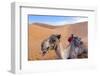 Morocco, Sahara Desert Sand Dunes Close Up of Camel for Rides-Bill Bachmann-Framed Photographic Print