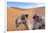 Morocco, Sahara Desert Sand Dunes Close Up of Camel for Rides-Bill Bachmann-Framed Photographic Print