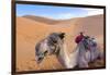 Morocco, Sahara Desert Sand Dunes Close Up of Camel for Rides-Bill Bachmann-Framed Photographic Print