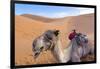 Morocco, Sahara Desert Sand Dunes Close Up of Camel for Rides-Bill Bachmann-Framed Photographic Print