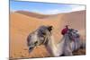 Morocco, Sahara Desert Sand Dunes Close Up of Camel for Rides-Bill Bachmann-Mounted Photographic Print