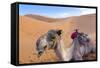 Morocco, Sahara Desert Sand Dunes Close Up of Camel for Rides-Bill Bachmann-Framed Stretched Canvas