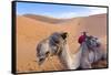 Morocco, Sahara Desert Sand Dunes Close Up of Camel for Rides-Bill Bachmann-Framed Stretched Canvas