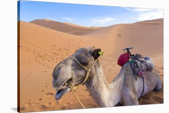 Morocco, Sahara Desert Sand Dunes Close Up of Camel for Rides-Bill Bachmann-Stretched Canvas