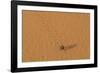Morocco, Sahara. Dung beetle, Scarabaeus sacer, walks across sand leaving tracks.-Brenda Tharp-Framed Photographic Print