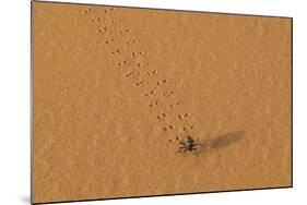 Morocco, Sahara. Dung beetle, Scarabaeus sacer, walks across sand leaving tracks.-Brenda Tharp-Mounted Photographic Print