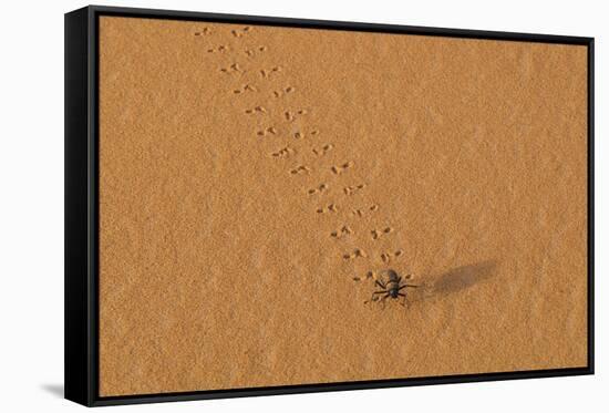 Morocco, Sahara. Dung beetle, Scarabaeus sacer, walks across sand leaving tracks.-Brenda Tharp-Framed Stretched Canvas